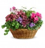 13171at971a-simply-chic-mixed-plant-basket