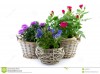 garden-plant-reed-basket-plants-such-as-aster-small-roses-gentiana-baskets-35132678